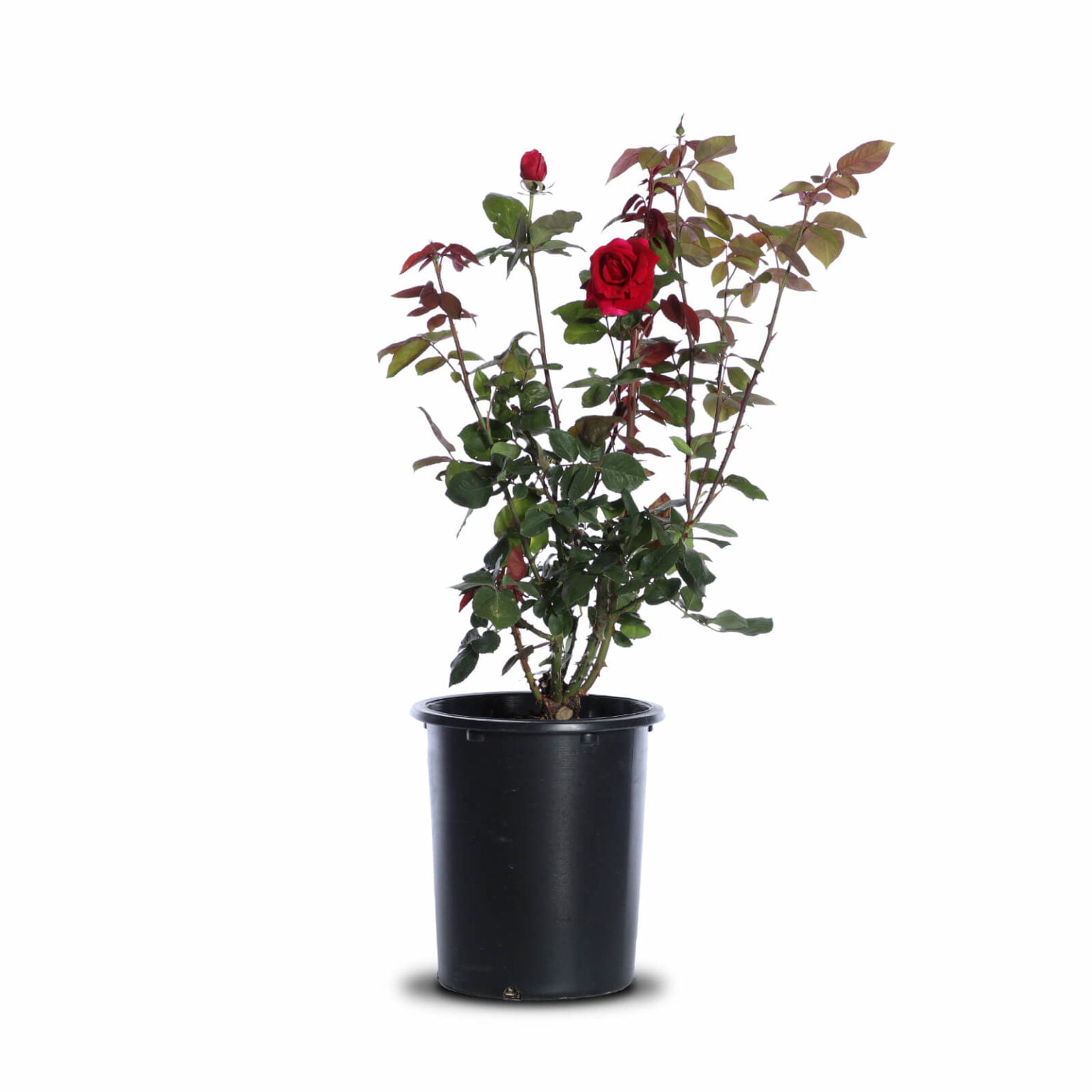 Mister Lincoln Rose Landscape Plant Source Landscape Plant Source